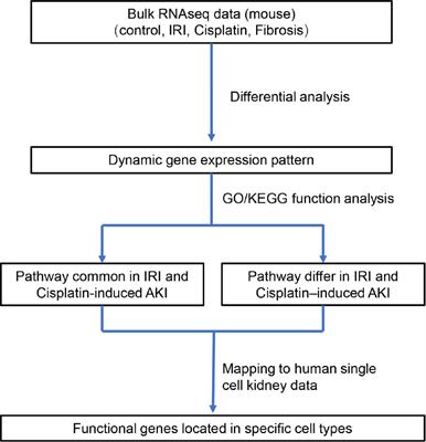 Comprehensive Molecular and Cellular Characterization of Acute Kidney Injury Progression to Renal Fibrosis